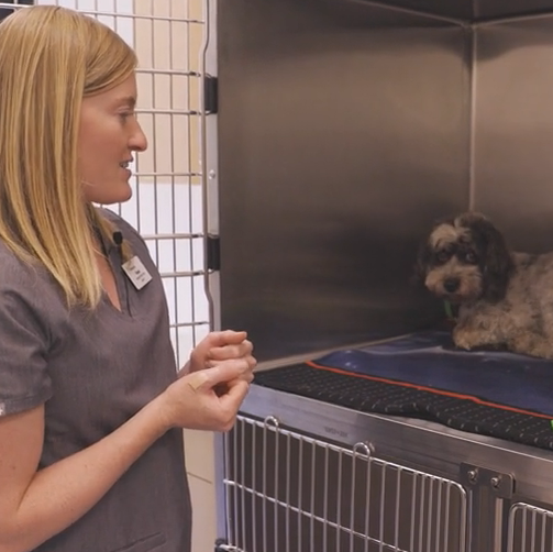 Fearful Dog Handling in Kennels