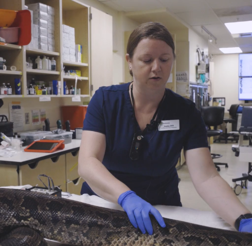 Post Anesthesia Snake Monitoring