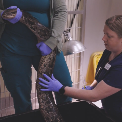 Python Snake Restraint and Sedation