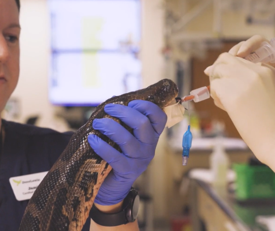 Tracheal Wash on a Snake