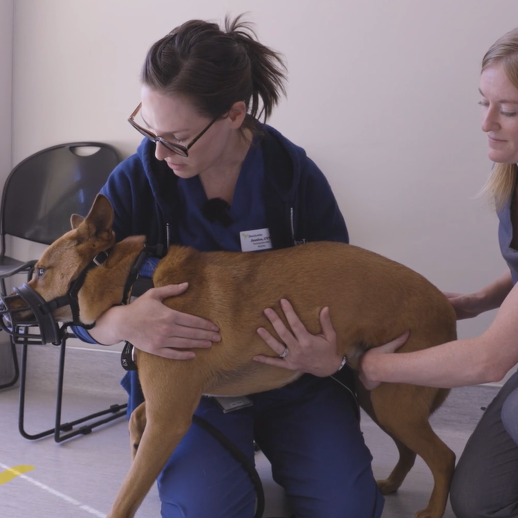 Handling Fearful Large Dogs in Exam Rooms