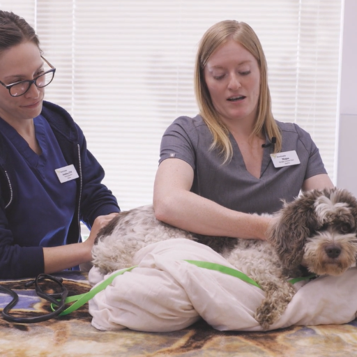 Handling Fearful Small Dogs in Exam Rooms