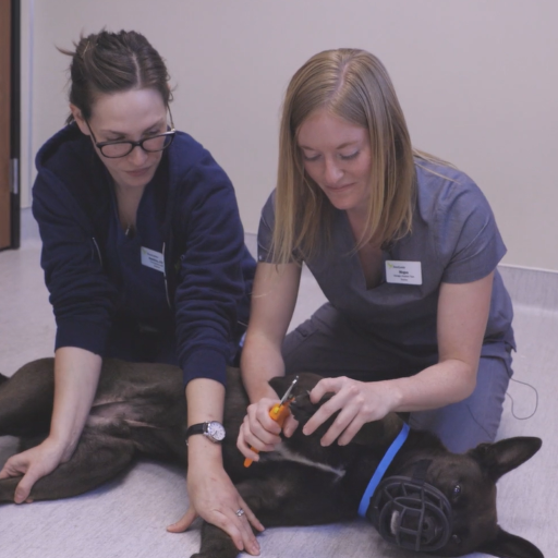 Nail Trim Restraint for Caution Dogs