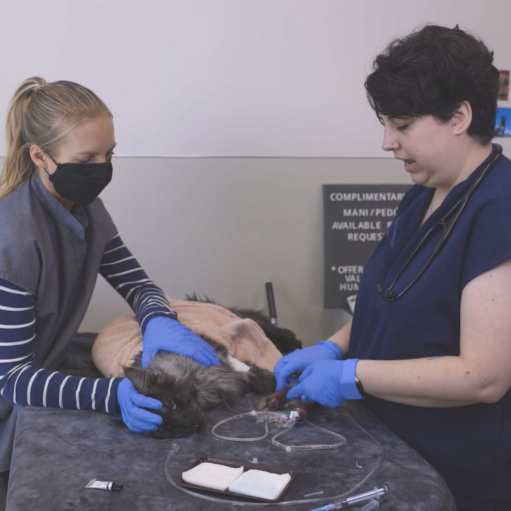 Feline Patient Blood Donation