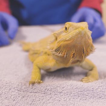 Thumbnail - Metabolic Bone Disease in Bearded Dragons