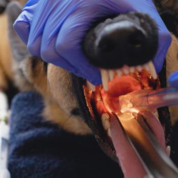 Canine Intubation