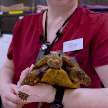 Intramuscular Injection in Tortoise