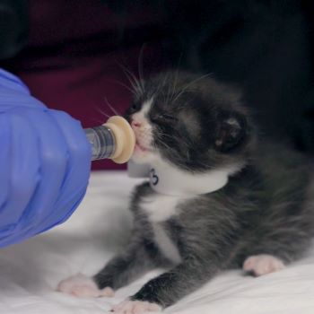 Thumbnail - Bottle Feeding Neonatal Kittens