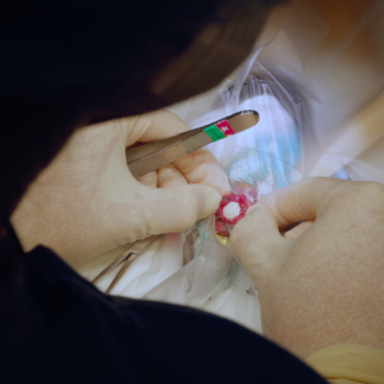 Thumbnail - Cesarean Section on an Eggbound Parakeet