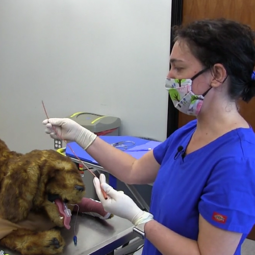 Canine Endotracheal Wash Setup | atdove.org