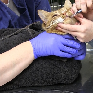 Oral Medication Administration: Feline | atdove.org