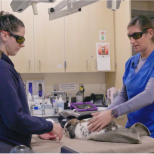 Thumbnail - Laser Therapy on a Rabbit with GI Issues