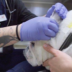 Thumbnail - Cleaning a Patient's Ears