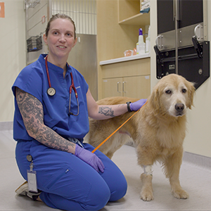 Thumbnail- Physical Exam on a Canine